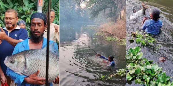 বড়শিতে বিশাল কাতল মাছ ধরা পড়ল ধানমন্ডি লেকে